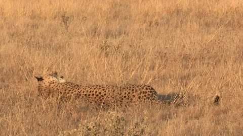 Cheetah laying in grass cleaning Video stock 105314072