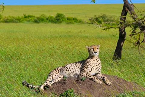 Cheetah Laying Stock Photos