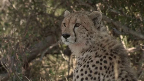 Cheetah laying in shade of a tree - HD Vídeo Stock 84663931