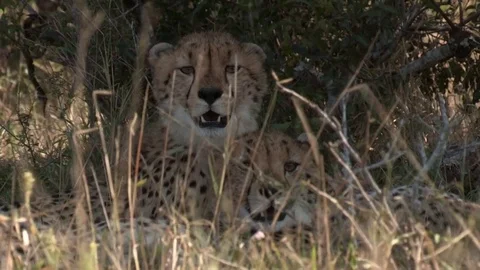 Cheetah laying in shade of a tree - HD Video stock 84664175