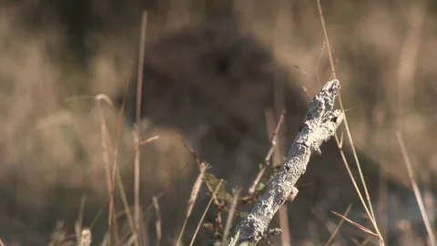 Cheetah laying in shade of a tree - HD Video stock 84664209