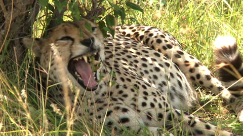 Cheetah lazy Video stock 33700531