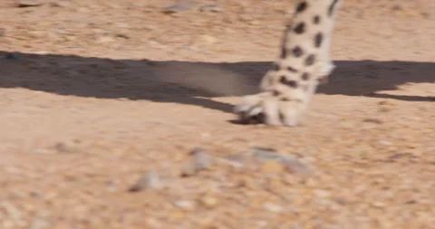 Cheetah legs walking on dirt path in Savannah in sunny day Stock Footage 314781721