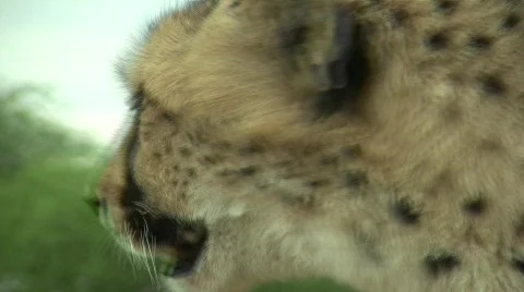 Cheetah Licking Close Up 库存影片 300751