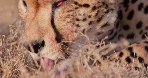 Cheetah licks its lips while feeding in grass in sunny day Stock Footage 314791578
