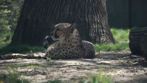A cheetah lies under a tree in the shade, sheltering from the heat. Cheetah meow Stock Footage 320105407