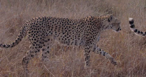 Cheetah limping and standing in dry grass in golden sun Stock Footage 314781885