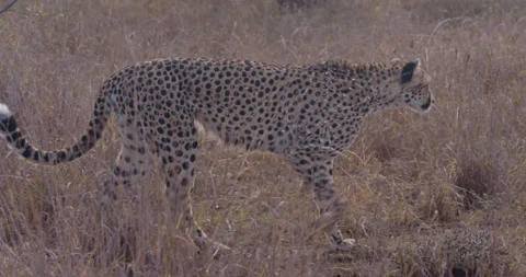 Cheetah limping and standing in dry grass in golden sun Stock Footage 314786023