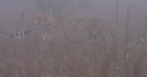 Cheetah limping through tall grass in foggy savannah Video stock 314784523