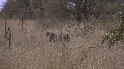 Cheetah long lens 스톡 동영상 27243545