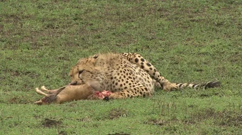 CHEETAH ON THE LOOK OUT Video stock 17902494