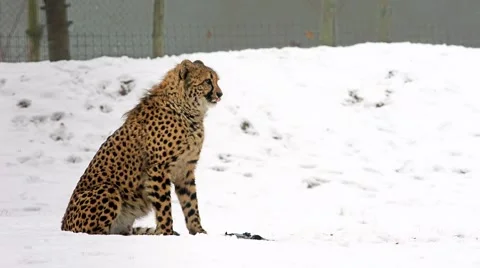 Cheetah looking around (Acinonyx jubatus) Stock Footage 59169205