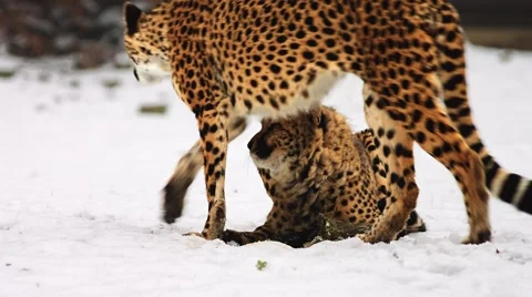 Cheetah looking around (Acinonyx jubatus) Stock-Footage 59169286