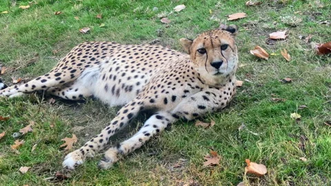 Cheetah Looking Around In Alert Stock Footage 323309195