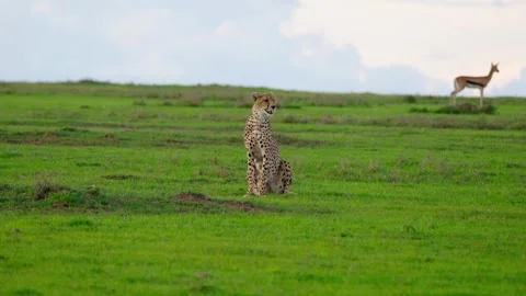 Cheetah Looking Around and Chirping Stock Footage 305124514