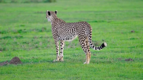 Cheetah Looking Around and Chirping Stock Footage 305124517
