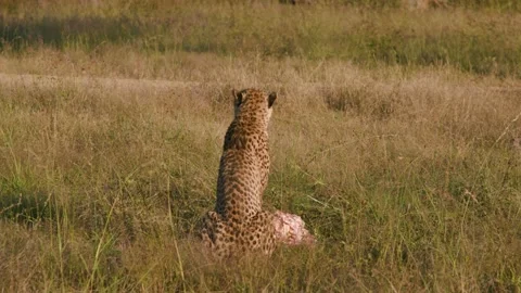 Cheetah looking around during eating meat in the field, Africa Stock Footage 199622677