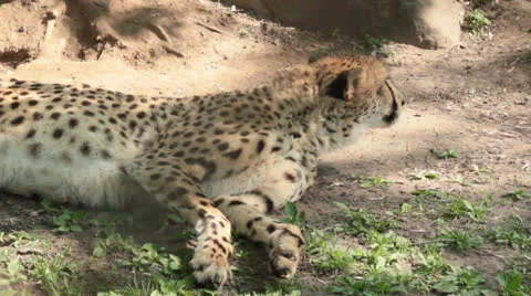Cheetah looking around Stock Footage 25899613