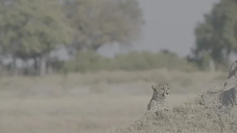 Cheetah looking around Stock Footage 131244099