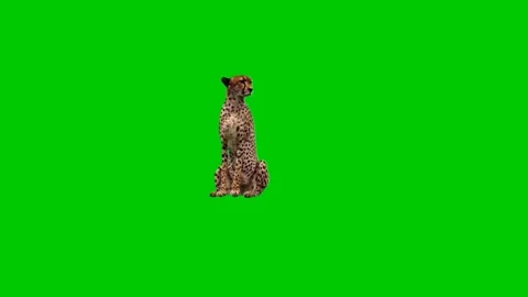 Cheetah Looking Around on Green Screen 01 Stock Footage 223907734