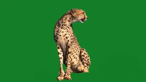Cheetah Looking Around on Green Screen 02 스톡 동영상 223907782