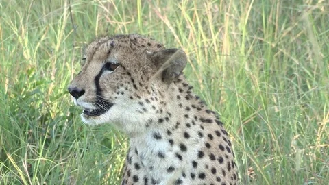 Cheetah looking around in long green grass Stock-Footage 84739897
