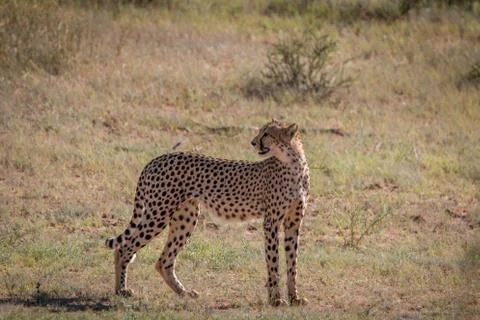 Cheetah looking back in the grass. Foto stock