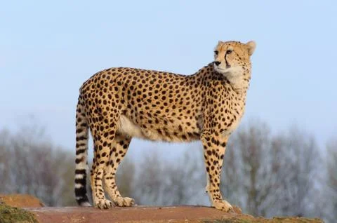 Cheetah looking back Stock Photos