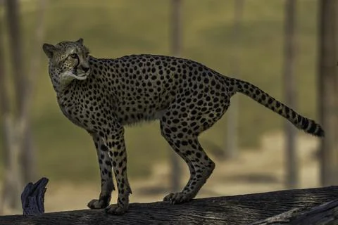 Cheetah looking back Stock Photos