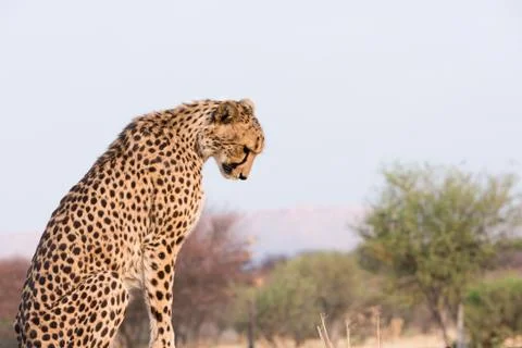 Cheetah looking down Stock Photos