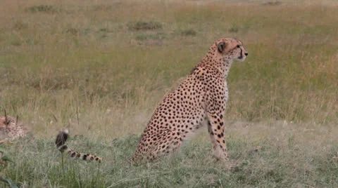 Cheetah Looking for Game Stock Footage 25702286