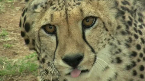 Cheetah looking hungry Stock Footage 300760