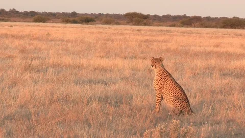 Cheetah looking in Kalahari  Stock Footage 105317663