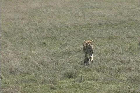 Cheetah looking for next meal Stock Footage 126024