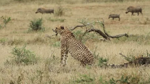 Cheetah looking at warthogs Stock Footage 11104745