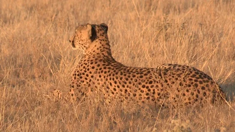 Cheetah looking / watching in the grass Stock Footage 105310680