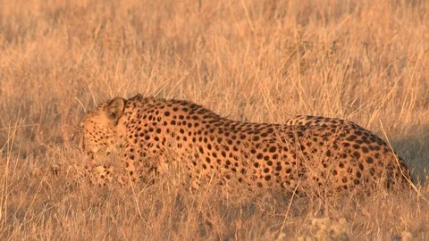 Cheetah looking / watching in the grass Stock Footage 105316016