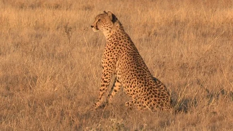 Cheetah looking / watching in the grass Stock Footage 105319701