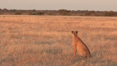 Cheetah looking / watching in the grass Stock Footage 105320538