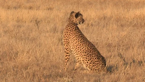 Cheetah looking / watching in the grass 스톡 동영상 105322240