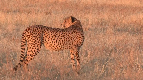Cheetah looking / watching in the grass 스톡 동영상 105322608