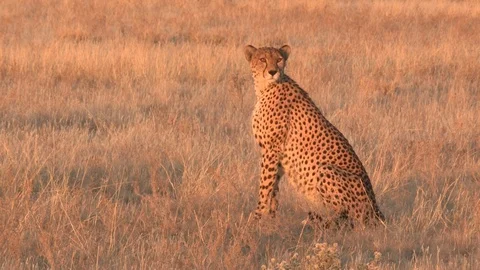 Cheetah looking / watching in the grass Video stock 105325094