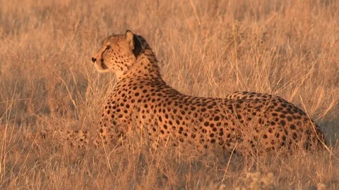 Cheetah looking / watching in the grass 스톡 동영상 105326482
