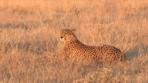 Cheetah looking / watching in the grass 스톡 동영상 105326836