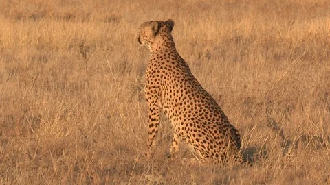 Cheetah looking / watching in the grass 스톡 동영상 105327299