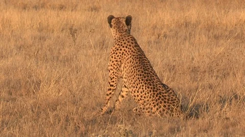 Cheetah looking / watching in the grass 스톡 동영상 105328702