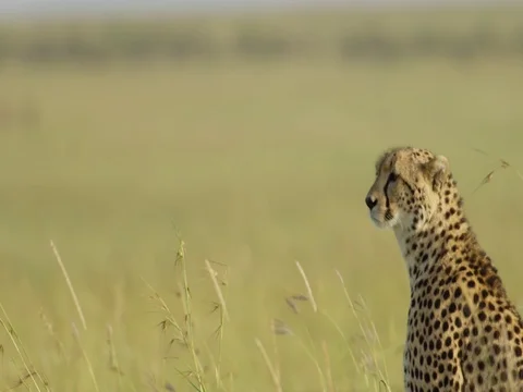 Cheetah lookout 스톡 동영상 82906519