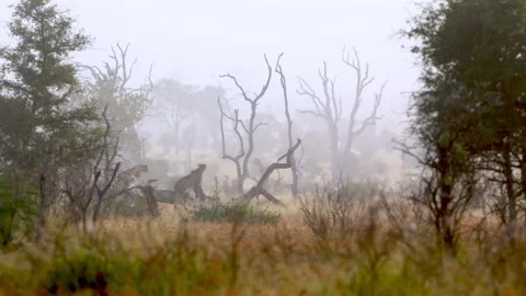 Cheetah on lookput Stock Footage 249811123