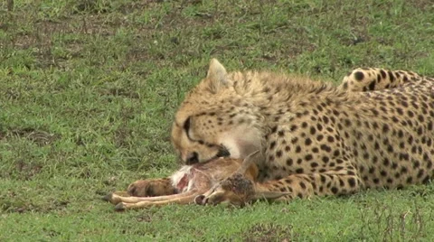 CHEETAH LOOKS AND EATS 動画素材 20543343