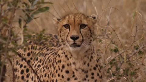 Cheetah looks around Stock-Footage 87162850